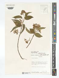 Image result for Marsdenia schimperi