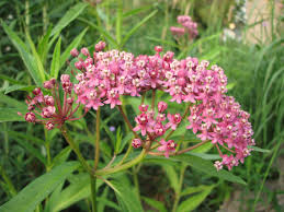 Swamp Or Rose Milkweed Seeds Etsy Milkweed Seeds Milkweed Wildflower Seeds
