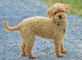 18 tarzan, simba, aladdin and more! Cute Dog Names Adorable Ideas For Pretty Puppies