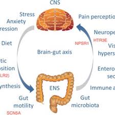 Pdf Genetics Of Irritable Bowel Syndrome