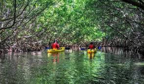 Bioluminescent Bay Puerto Rico Fajardo Enjoy The Most Unique Bio Bay Kayak Tour Experience That Puerto Rico Has To Offer Named One Of The Most Am Kayak Tours Bioluminescent Bay Puerto Rico Kayaking