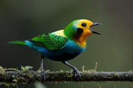 The Sounds of Silence: A Reading List About Listening to Nature