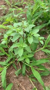 Image result for Ocimum lamiifolium
