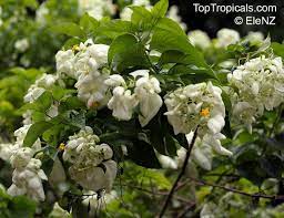 Pin On Flowering Shrubs