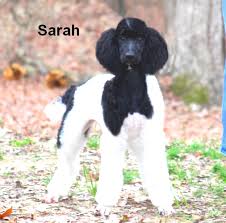 Poodle puppies for sale in alabama. Parti Poodles For Sale Smith Standard Poodles