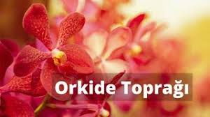 Orkide Bakimi Panosundaki Pin