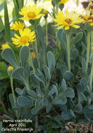 Image result for Hertia