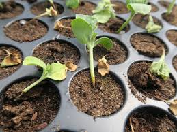 Image result for tomato seedling damping off
