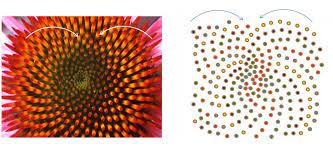 Our patterns prints are available in a variety of sizes and frame selections so that you can customize to suit your room. Phyllotaxis Pattern In Python A Unit Of Algorithmic Botany Geeksforgeeks