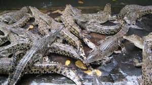 Maybe you would like to learn more about one of these? 7 Fakta Arti Mimpi Ketemu Buaya Apa Itu Tribun Batam