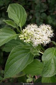 Image result for Cornus