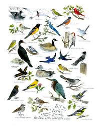 Sharing Tuesday The Art Of Diana Sudyka Bird Prints Bird Drawings Spring Birds