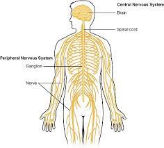 Overhead and/or student copies of a clear, simple black line diagram of the central and peripheral nervous system or the other recommended resources for a master) butcher paper and markers optional: Anatomy Of The Nervous System Facts Functions Divisions