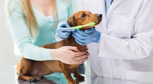 Dec 10, 2015 · hi! Dog Dental Cleaning Essential Info You Need To Know My Dog S Name
