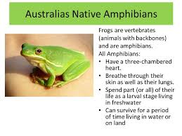 Baby Animals Who Do Not Look Like Their Parents - Ppt Video Online Download