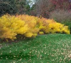 Image result for Cyanastrum johnstonii