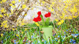 4k Spring Wallpapers Top Free 4k Spring Backgrounds Wallpaperaccess We have 45+ amazing background pictures carefully picked by our community. 4k spring wallpapers top free 4k