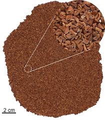 Image result for Eucalyptus cloeziana