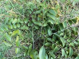 Image result for Ventilago