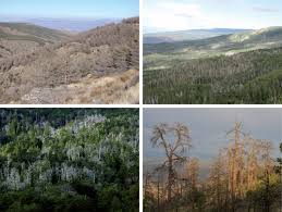 Animals causing most public concern and economic and ecological damage include Consequences Of Widespread Tree Mortality Triggered By Drought And Temperature Stress Nature Climate Change