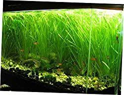 13 Best Aquarium Plants For Gravel Substrate Aqua Goodness In 2020 Planted Aquarium Plants Live Plants