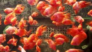 Check spelling or type a new query. Red Blood Parrot Fish Artificially Stock Footage Video 100 Royalty Free 10726313 Shutterstock
