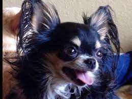 Each rescue has its own adoption process. 79 Long Haired Chihuahua Rescue Oregon L2sanpiero