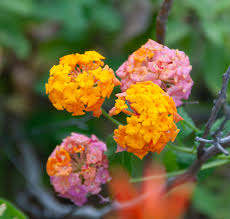 Image result for Lantana tiliifolia