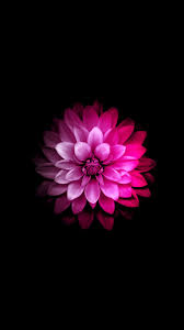 Wallpaper Iphone Iphonewallpaper Lockscreen Background Hd Hdwallpaper Iphone Cicek Duvar Kagitlari