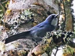 Image result for Cyanastrum johnstonii