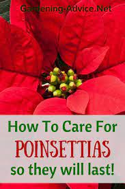 Poinsettia Care Tips For Growing Poinsettias Poinsettia Plant Poinsettia Care Christmas Plants