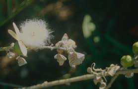 Image result for Ipomoea albivenia