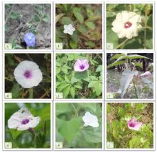 Image result for Ipomoea marginata