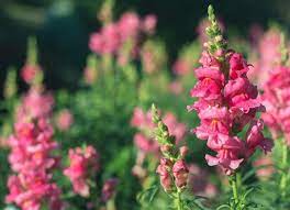 Pin On Garden Herb Veg Perennials Trees Shrubs Grass