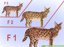 savannah cat size chart world of reference