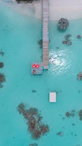 Image result for Faroa affinis