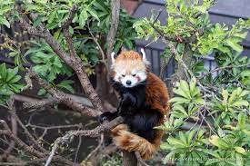 How To Spend 4 Days In Tokyo Our Itinerary Tokyo Tokyo Itinerary Ueno Zoo