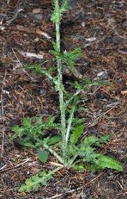 Image result for Sericorema remotiflora