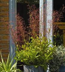 Image result for Talinum tenuissimum