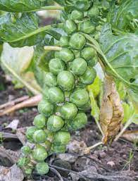 Les pois pousseront mieux après un été chaud. Quels Legumes Cultiver En Hiver