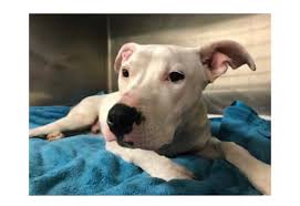 Larues legacy bulldog rescue of south florida (shelter #1161296) x palm beach county fl 33426 map it. One Dog Palm Beach County On Instagram Rescue Needed A2000503 1 Year Old Male 40lbs This Sweet Boy Palm Beach County Beautiful Boys Lake Worth