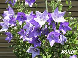 キキョウ 育て方 花の写真 ３６５花撰 栽培実践集