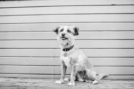 Served with a baguette slice and butter $3.75; Los Angeles Dog Photography Jesse Freidin Photographer