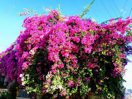 Créer à partir de modèles. A Flower Tree That Hanging By The Wall And Filled With Bright Stock Photo Picture And Royalty Free Image Image 91117462