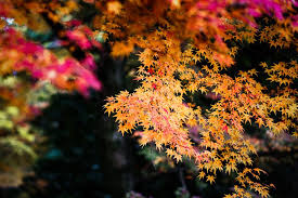 Entranced By The Autumn Colors Of Kyoto Fall Colors Kyoto Color
