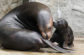 This is the official facebook page of arjen robben! Freude Uber Robben Nachwuchs Tiergarten Schonbrunn