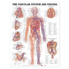 Download Pdf The Vascular System And Viscera By