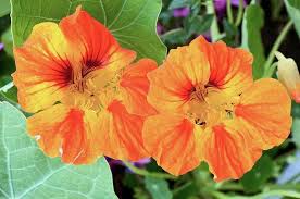 Image result for Tropaeolum majus