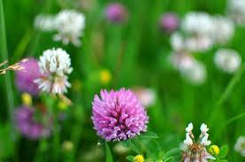 Pin On Nature S Flowers Trees Favs