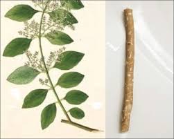 Image result for Salvadora persica